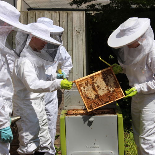 wycliffe college bee club